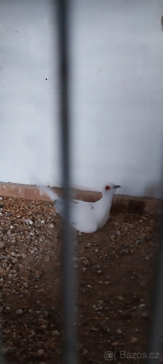 Holoubek diamantovy - 4