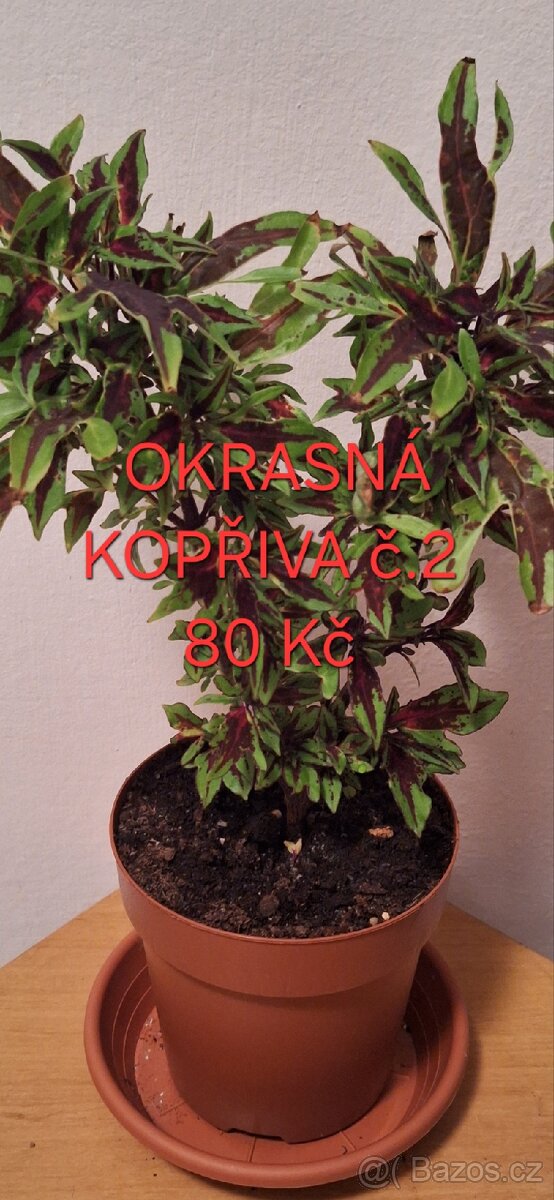 Pokojové rostliny - 4