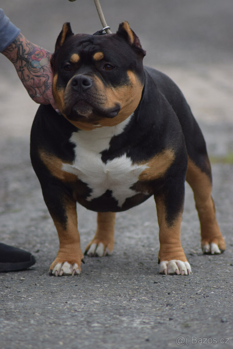 American bully pocket - ABKC Champion - 4