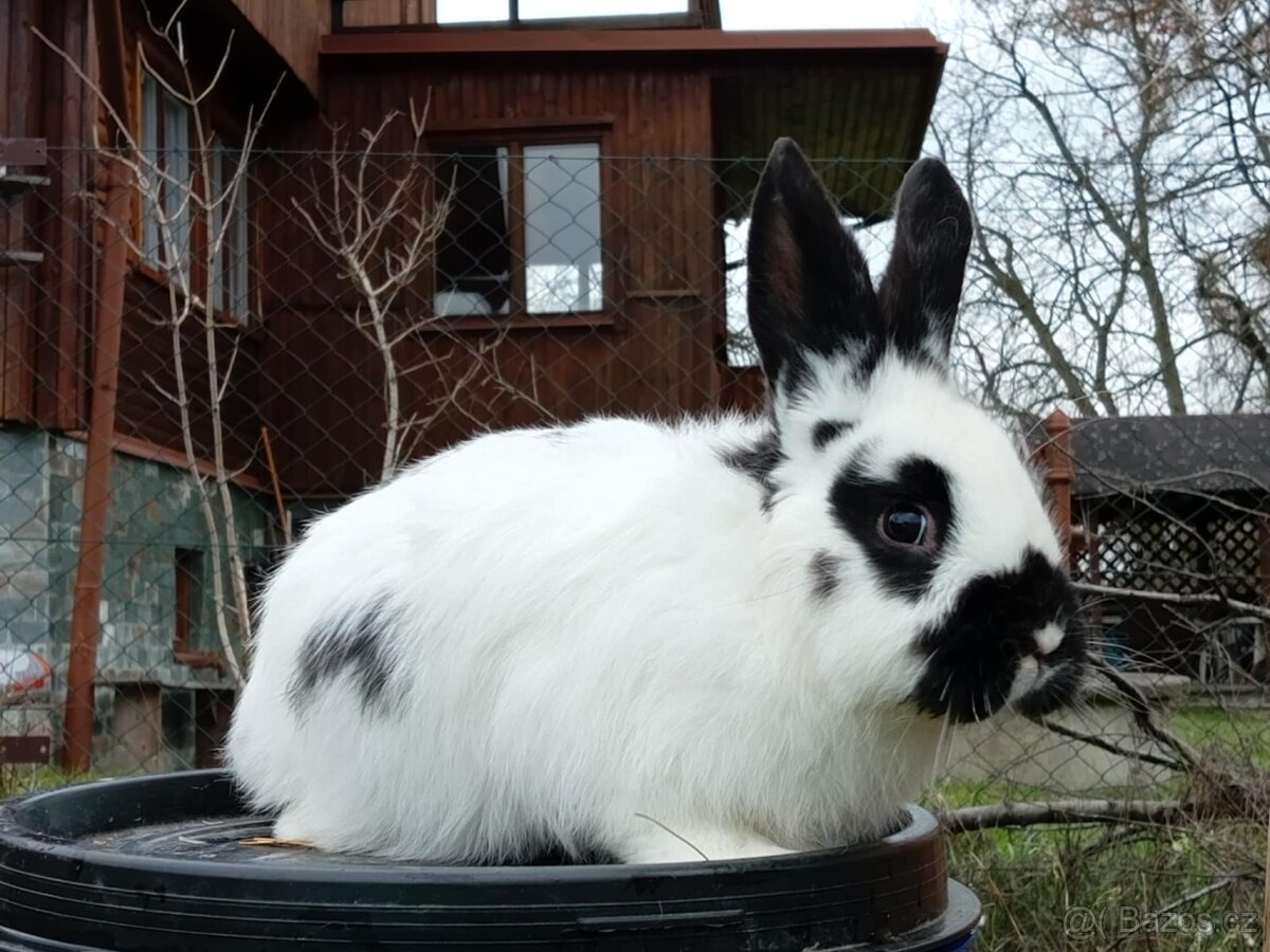 Sameček - NA CHOV ČI MASO 2 - 4