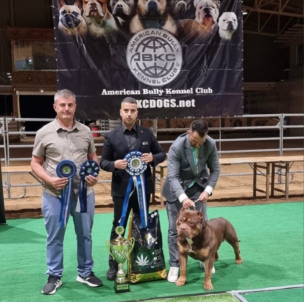 American bully XL, pitbull xxl - 4