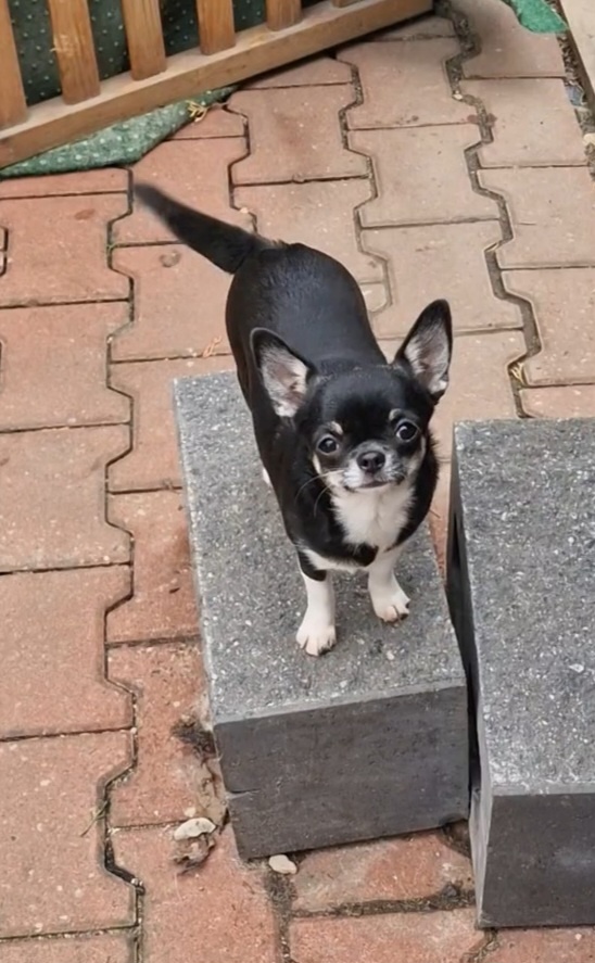 Čivava s pp holčička - 4