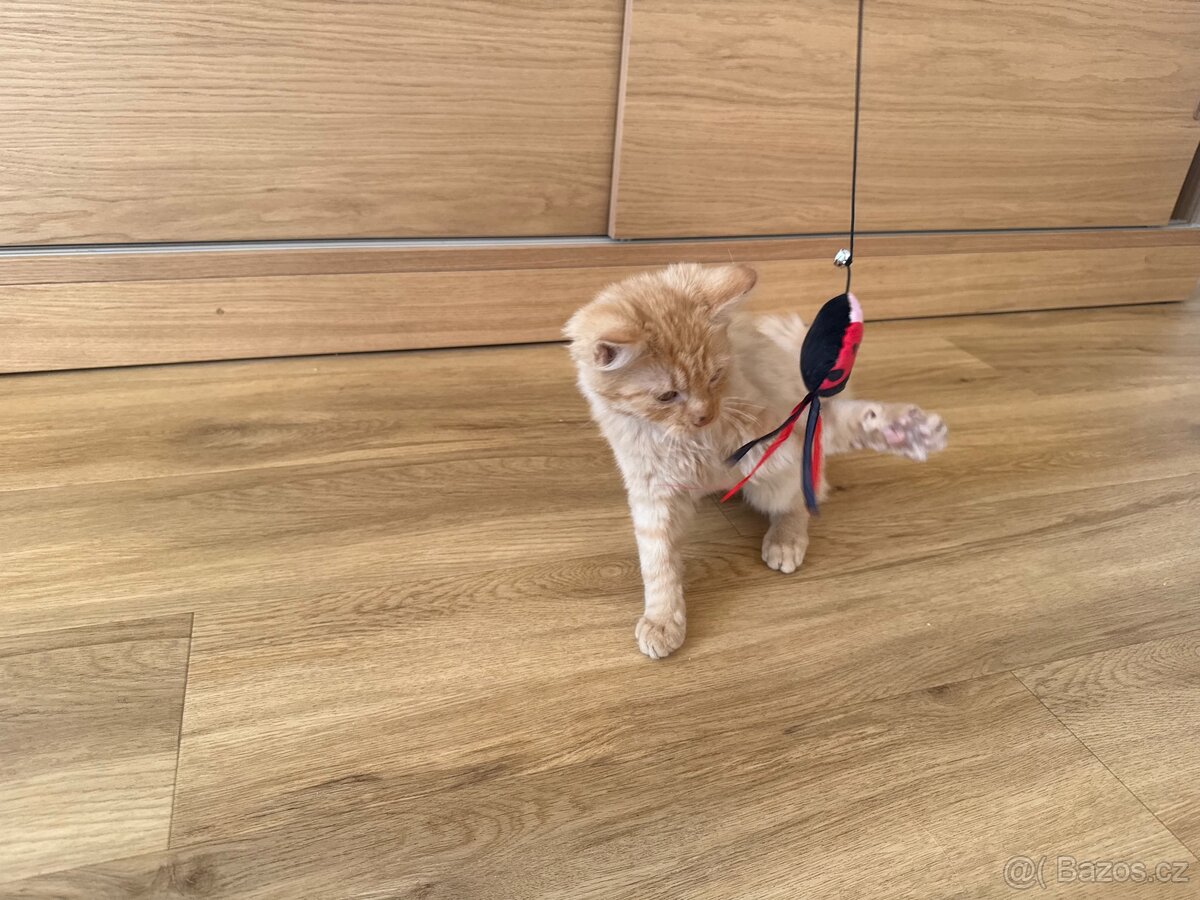 Kocourek, kote, kocour - 4