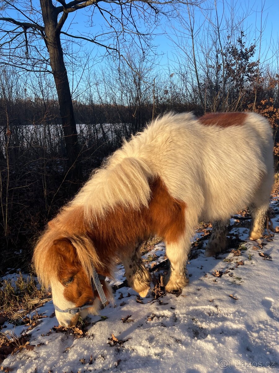 minihorse klisnička - 4
