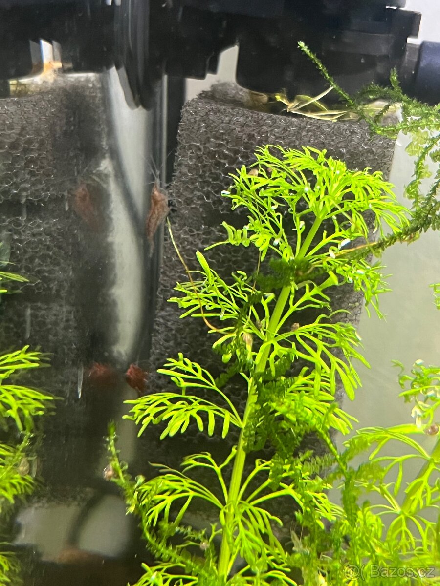 Krevetky neocaridina mix - 4