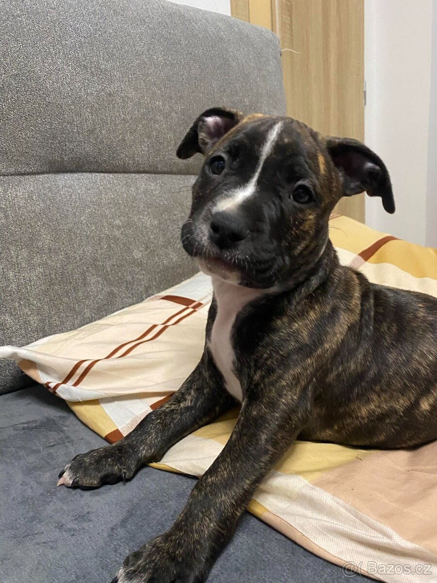 Americký stafordšírský teriér - 4