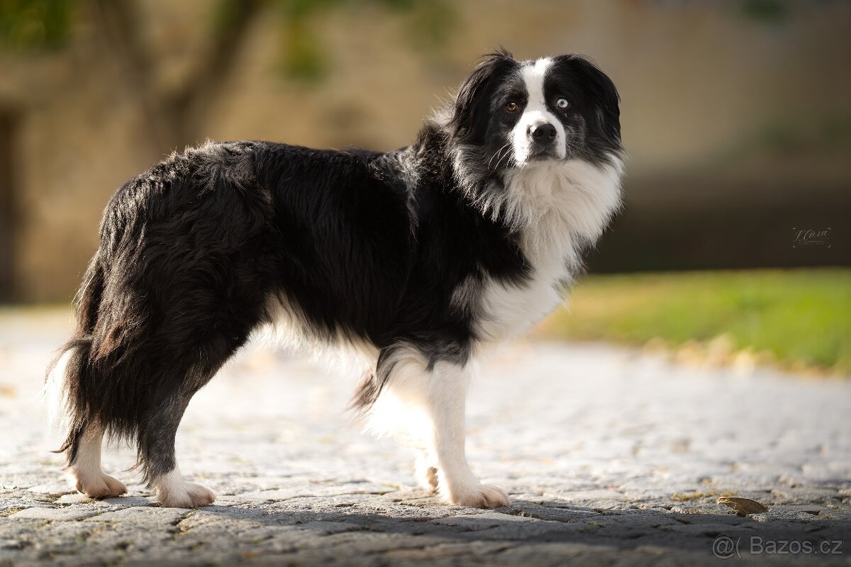 Blue merle bi Miniaturní Americký ovčák / Australský ovčák - 4
