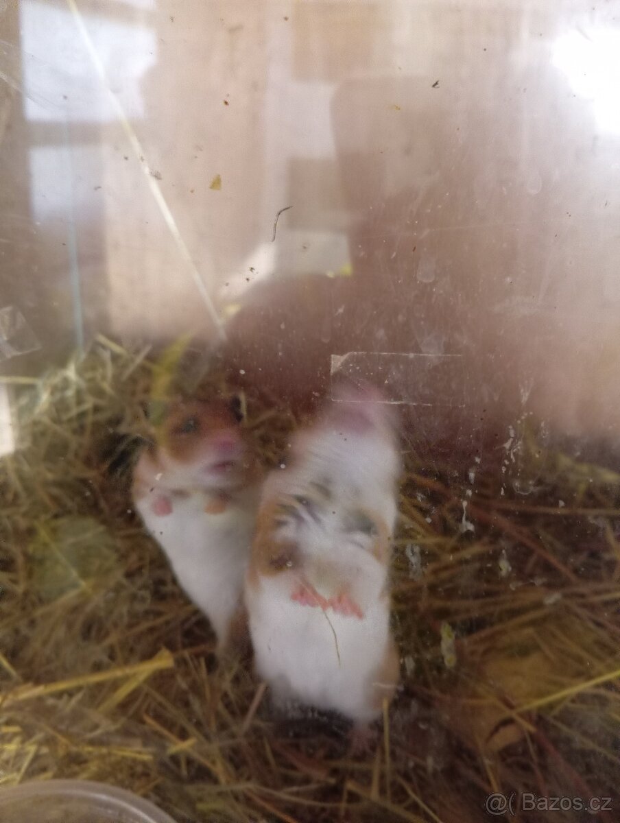 Křeček Syrský samice - 4