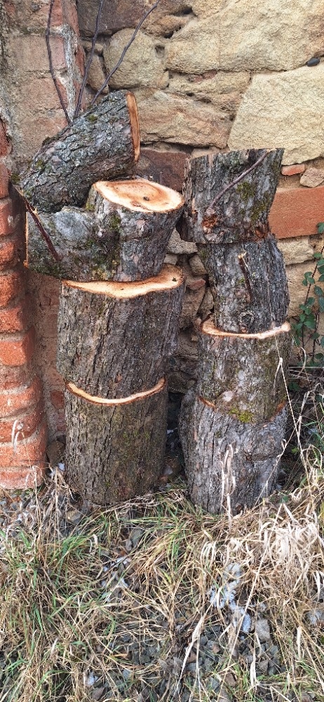 Jabloňové špalky pro řezbáře - 4