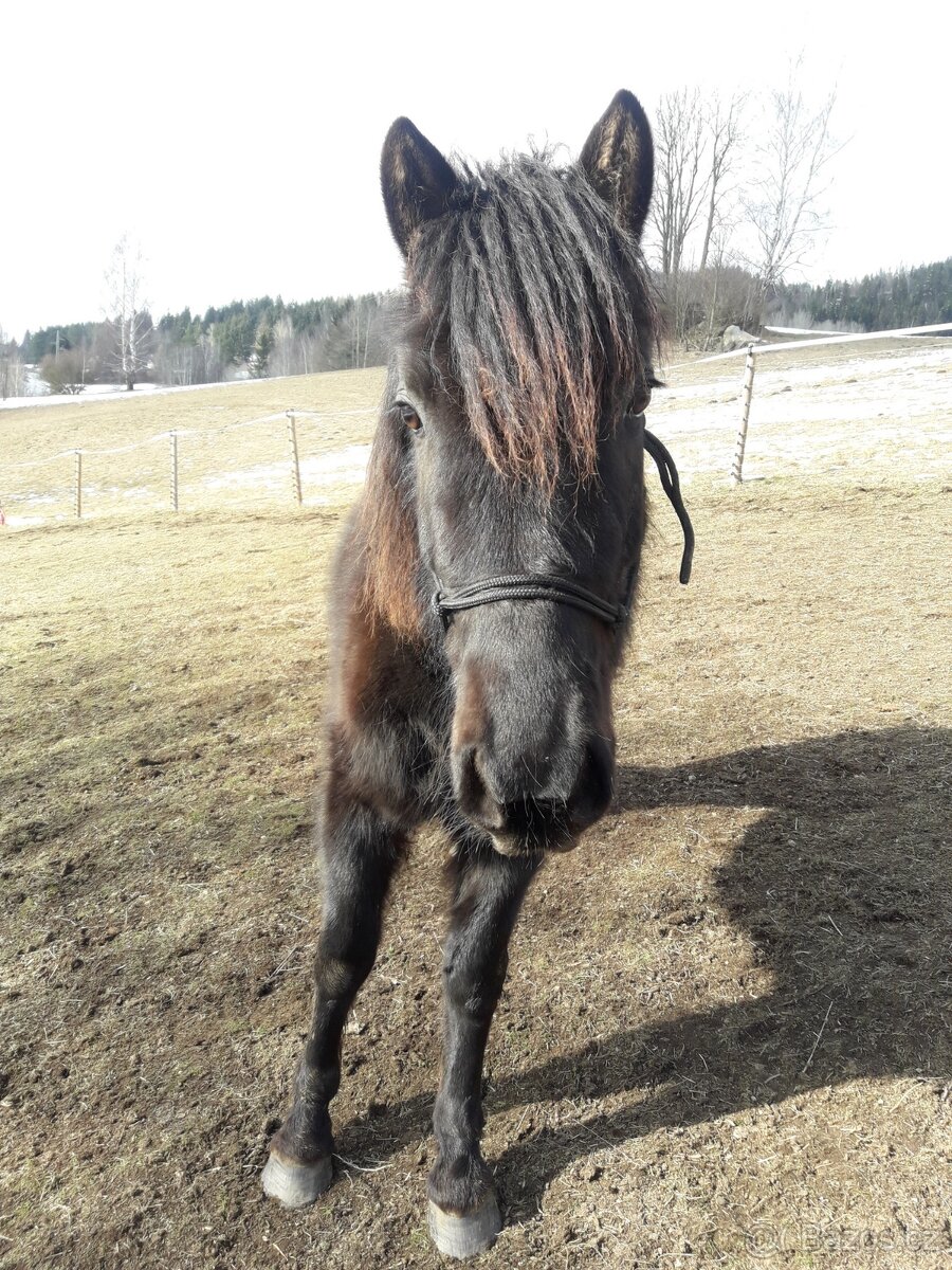 Sháním parťáka na druhého koně - 4