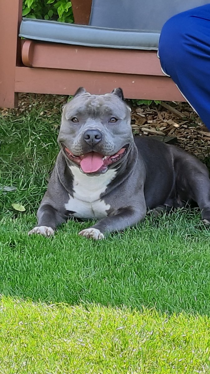 American Bully krytí - 4