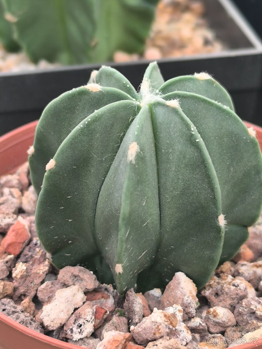 Kaktusy - 4