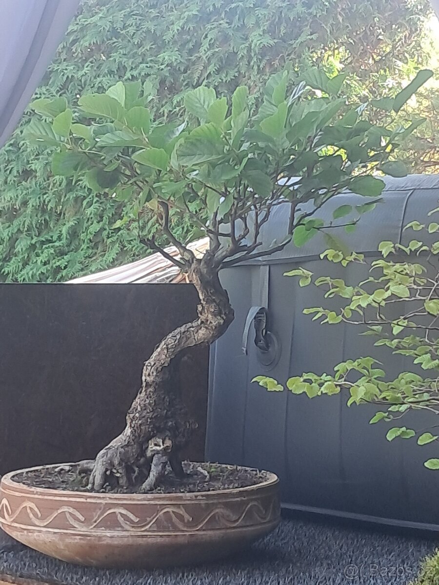 Bonsaj bonsai Olše - 4