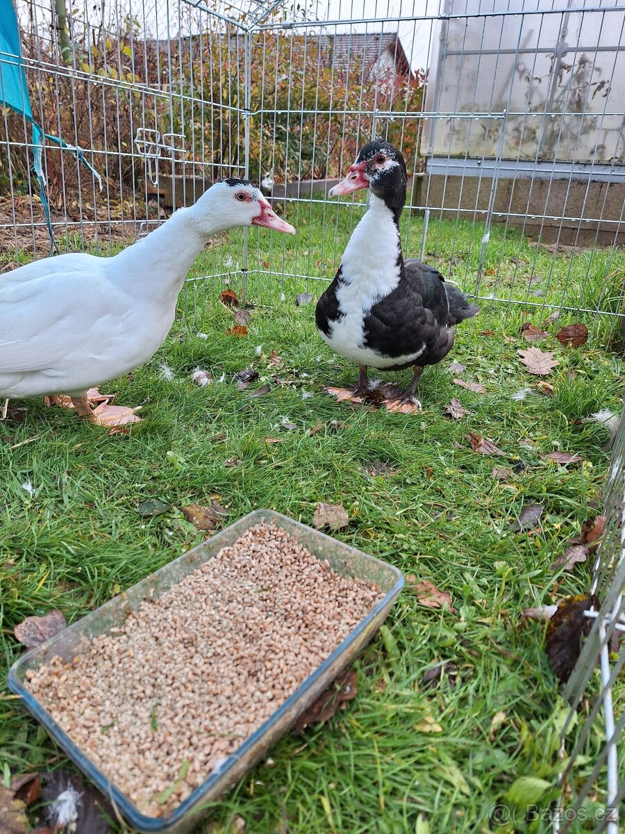 Kachna pižmová - 4