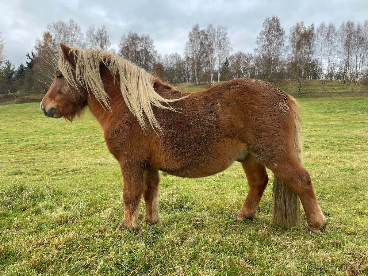 2,5 lety hřebec Shetland pony - 4