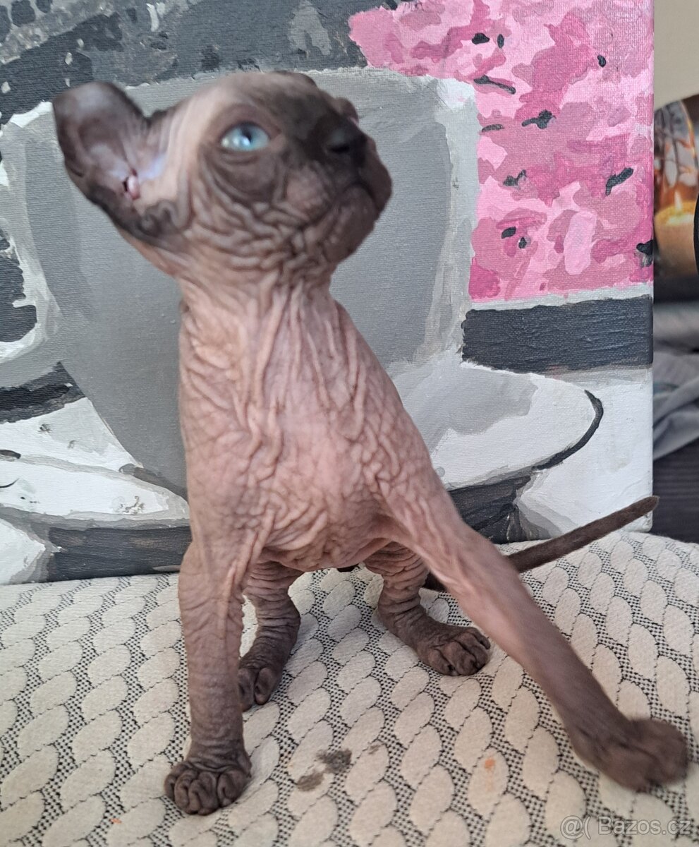 Exkluzivní koťátka Sphynx Elf – možnost rezervace - 4