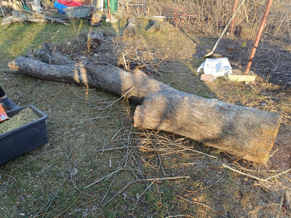 Prodam jablonovy kmen - 4