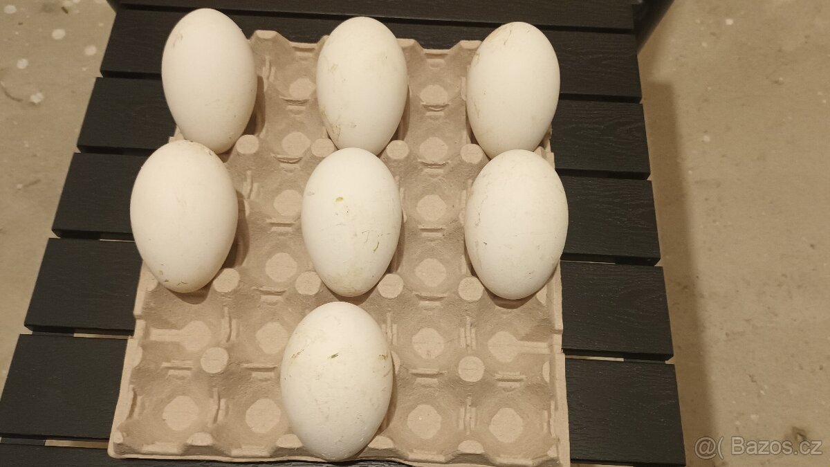 Násadová husí vejce - 4