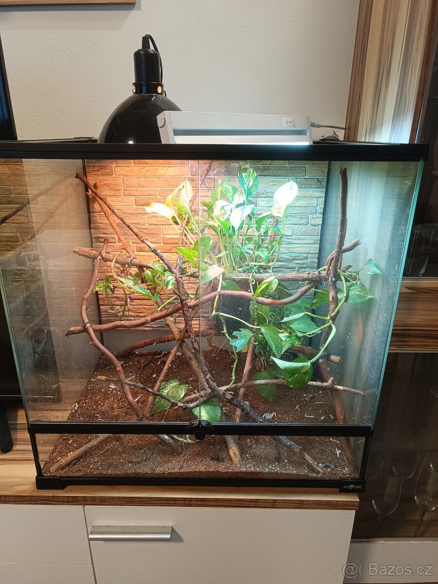 Chameleon jemenský - 4