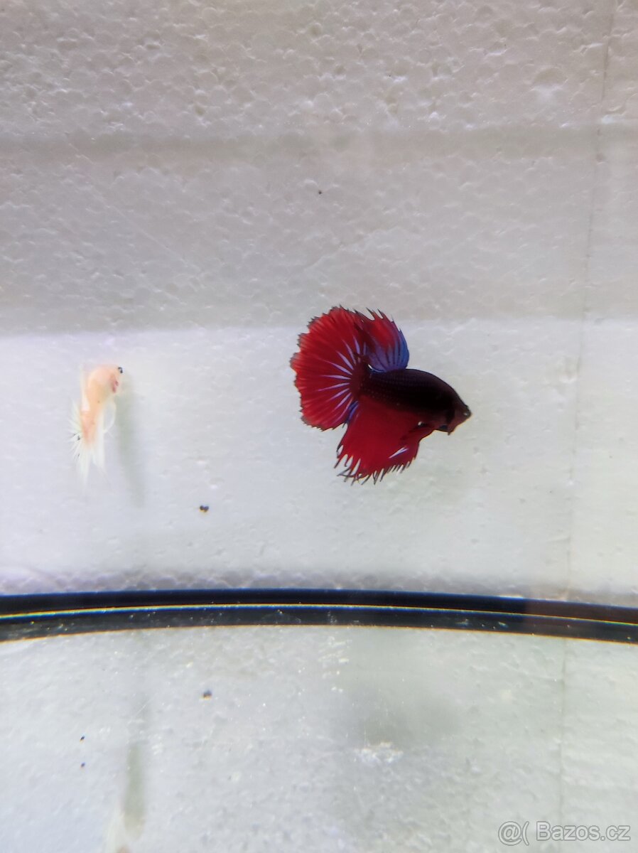 Betta bojovnice - 4