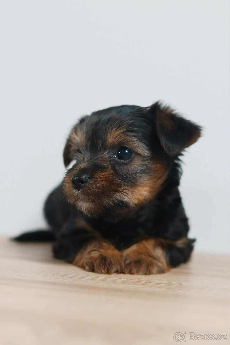 Yorksirsky terier - 4