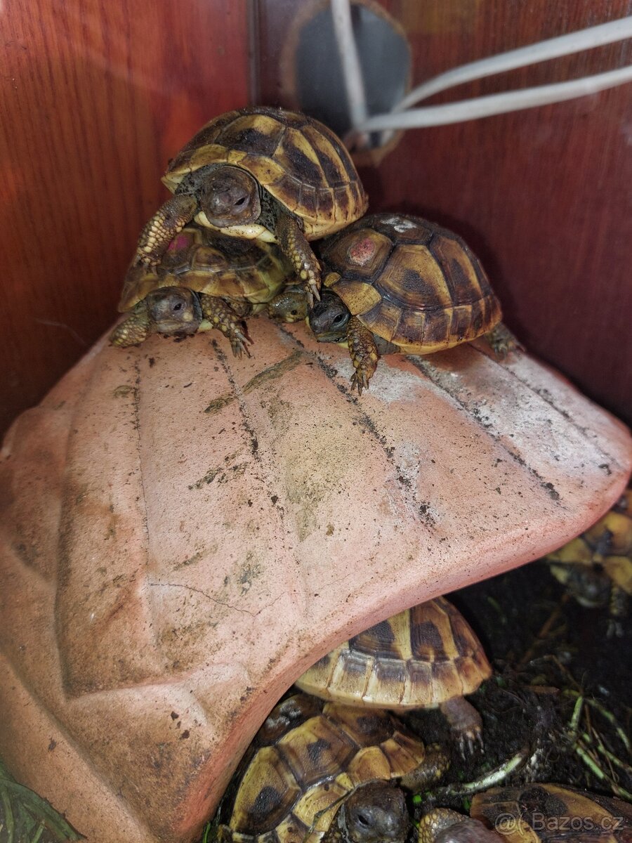 Želva zelenavá mláďata - 4
