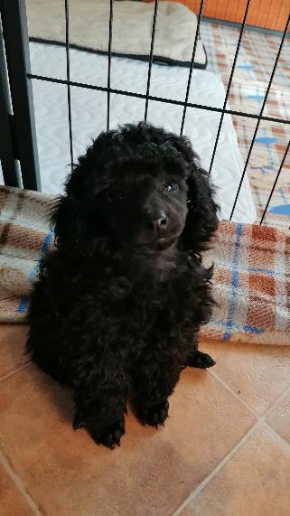 Pudl trpasličí - 4