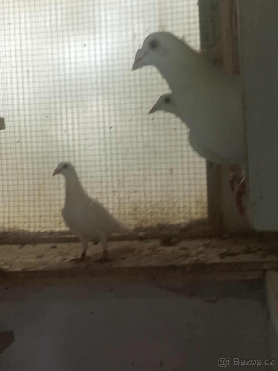 Bílý poštovní holubi - 4