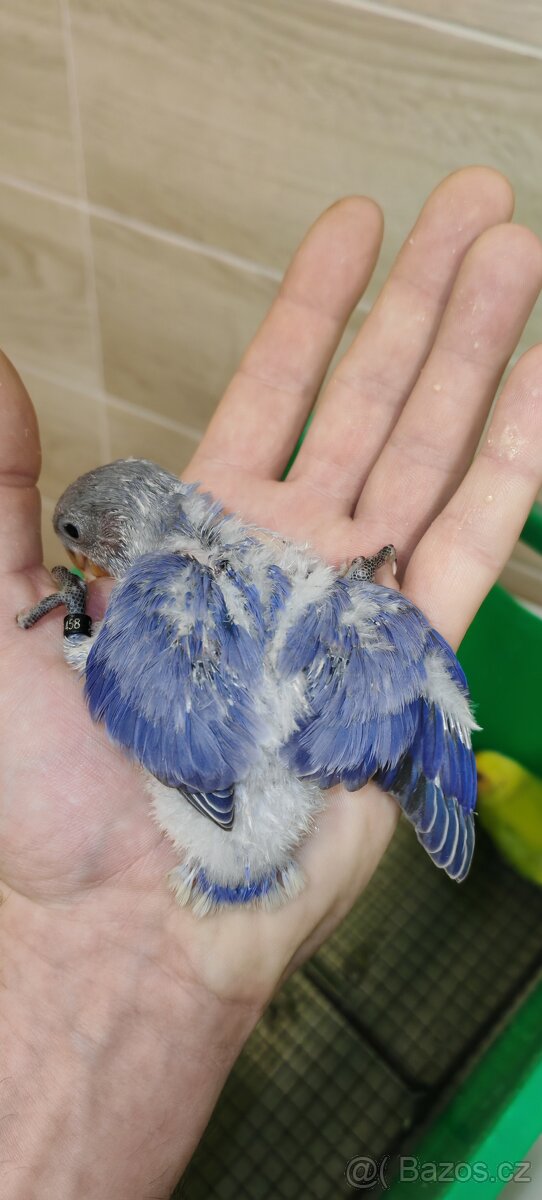 Agapornis ružohrdly - 4