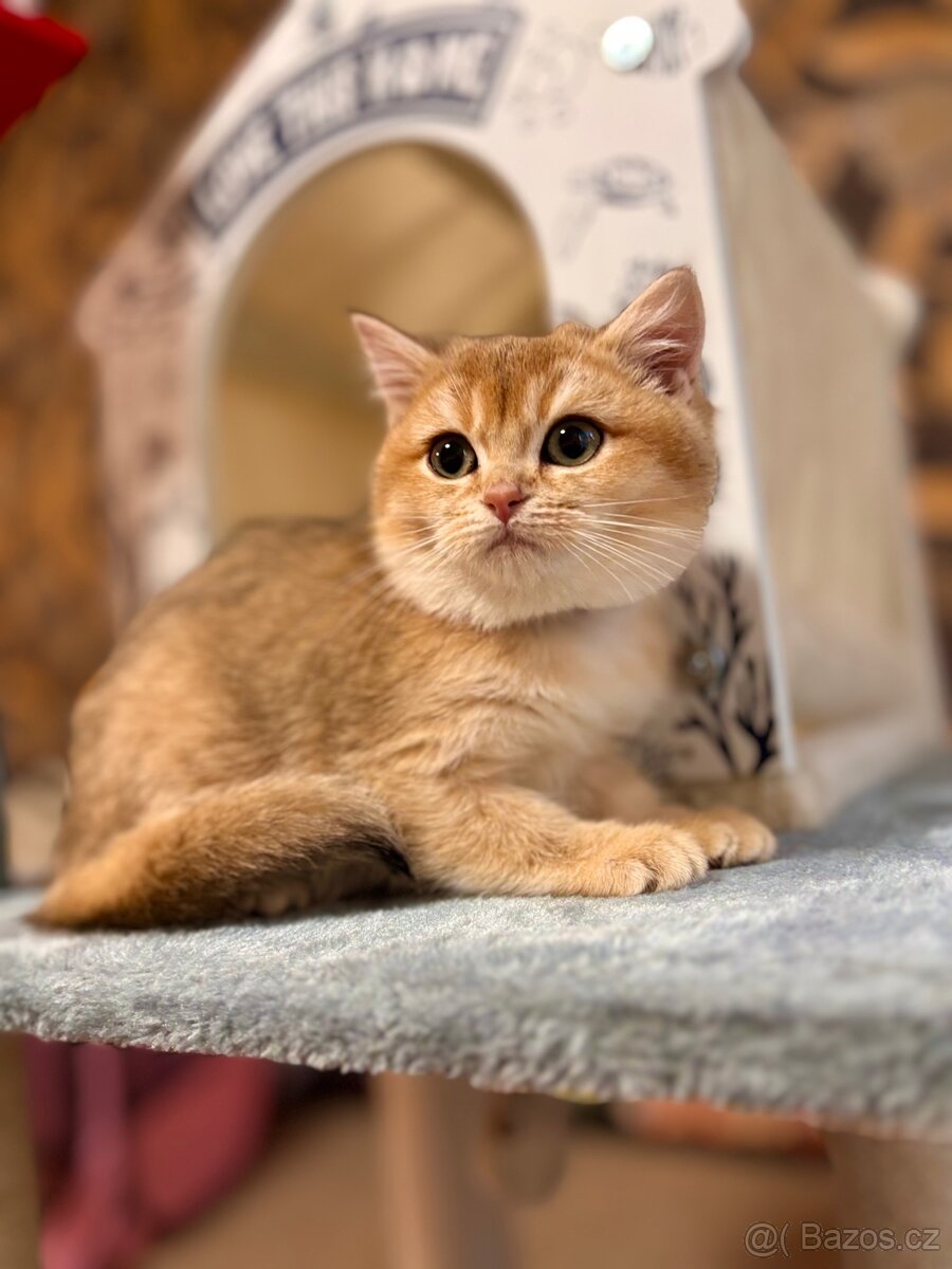 Britská zlatá činčila s PP pro chov - 4