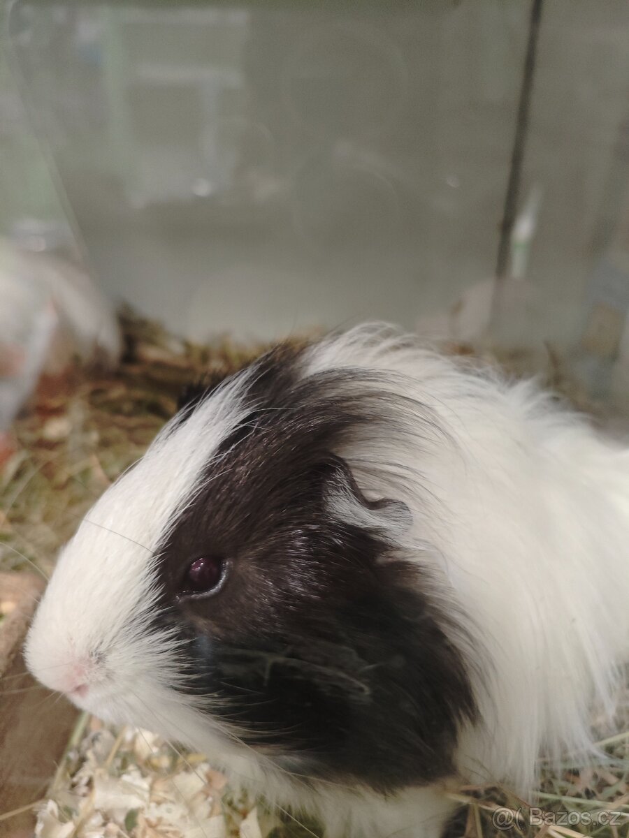 Morčatka, zakrslý králíček - 4