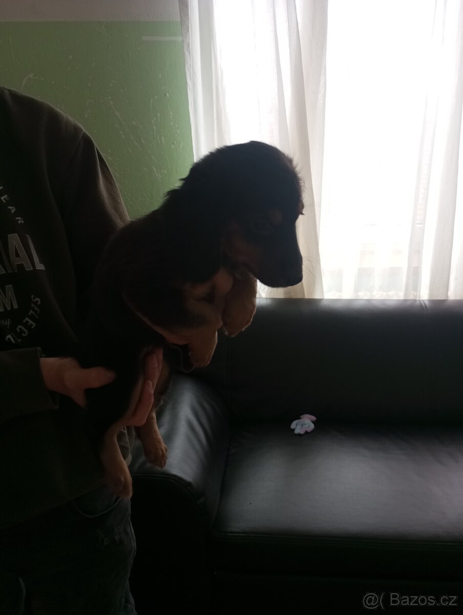 Prodám štěně jezevčíka dlouhosrstý - 4