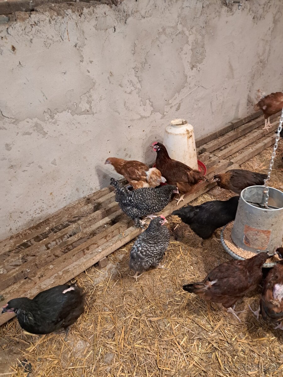 Kuřice před snaškou - 4