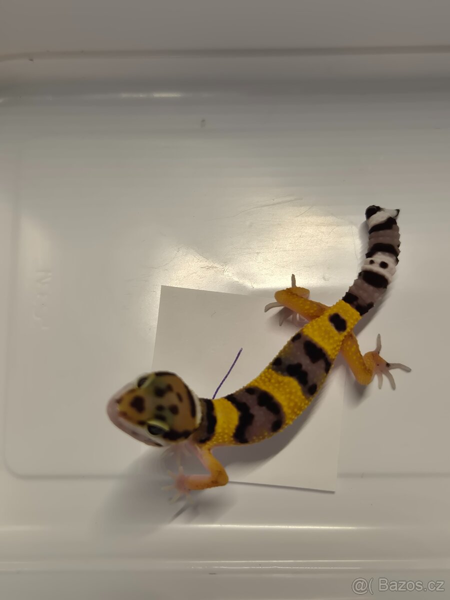 Gekončík noční - 4