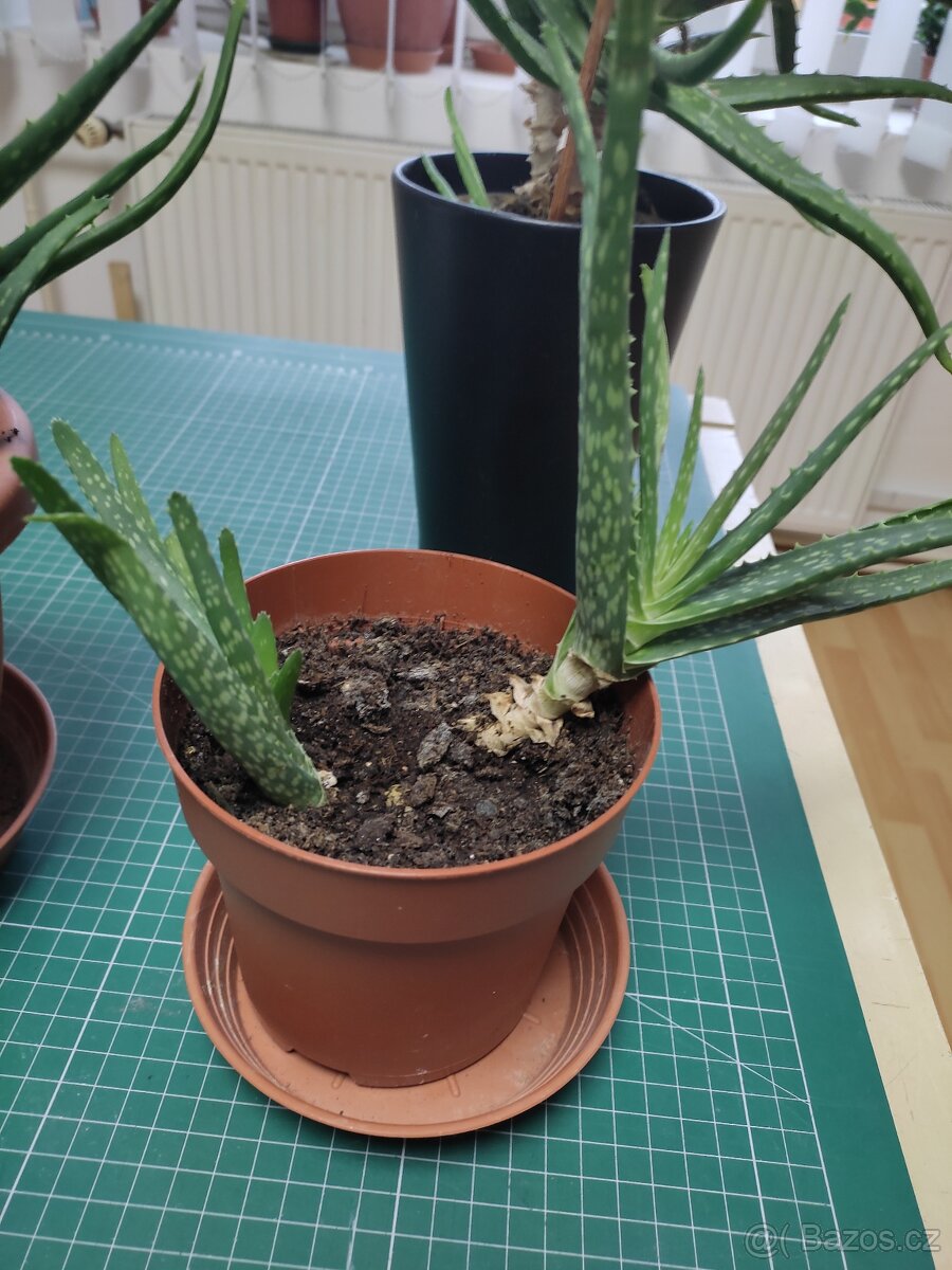 aloe vera - 4