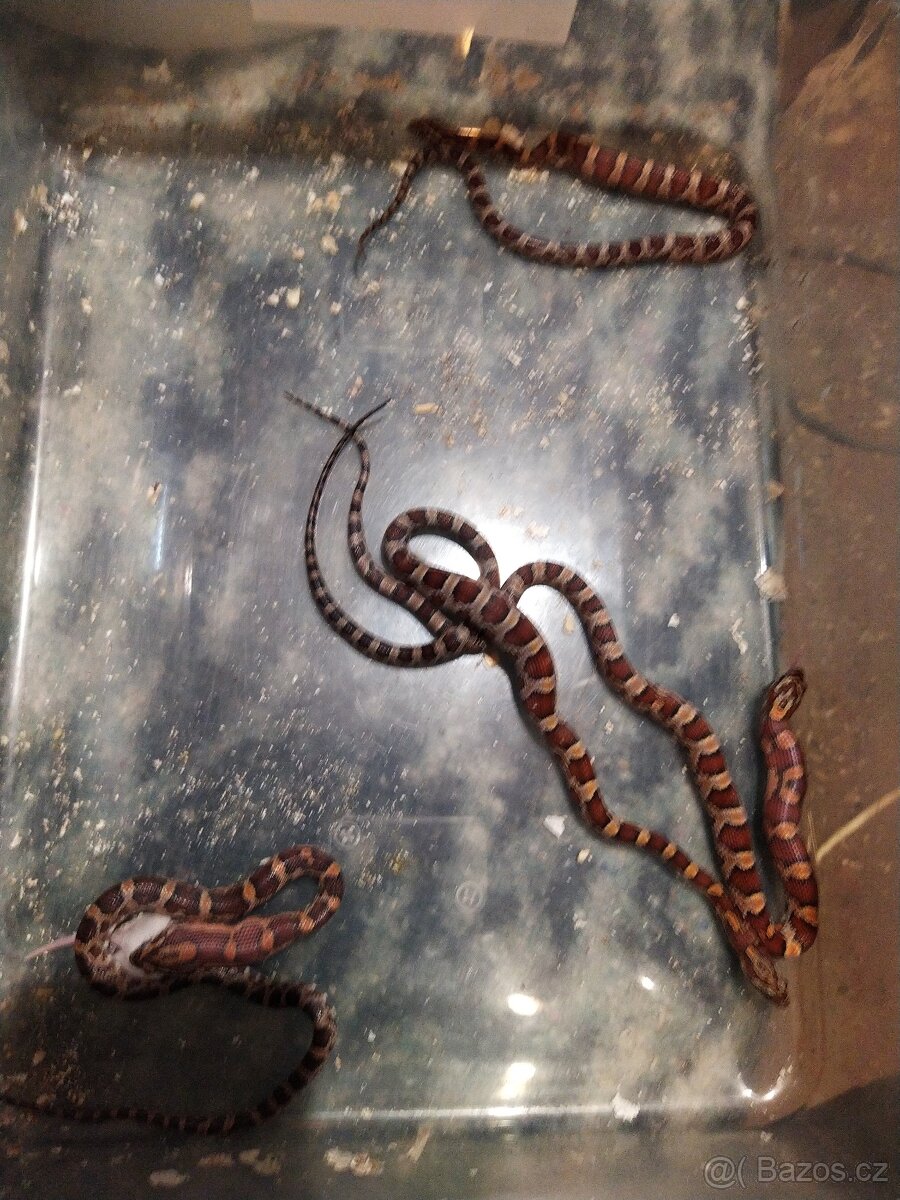 UŽOVKA ČERVENA - 4