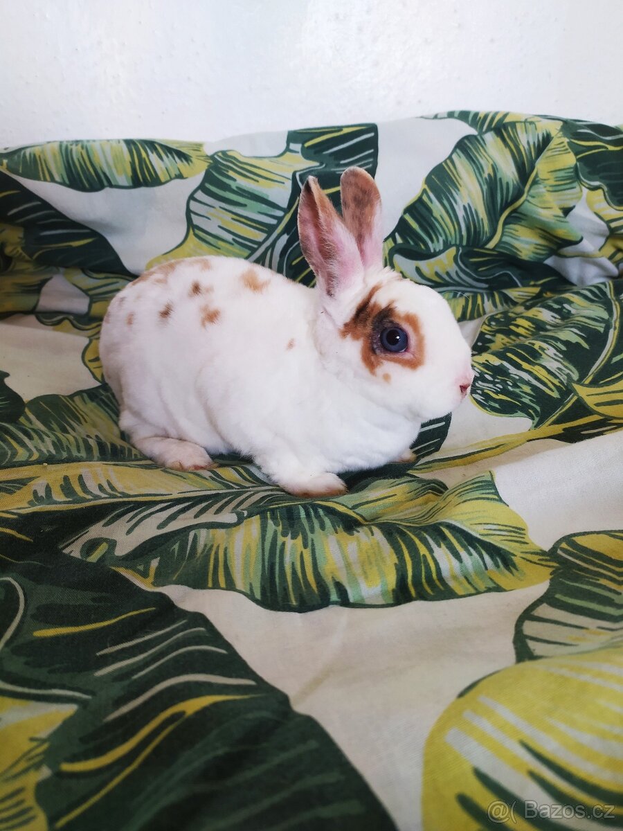 Zakrslí králíčci ze Znojma - 4