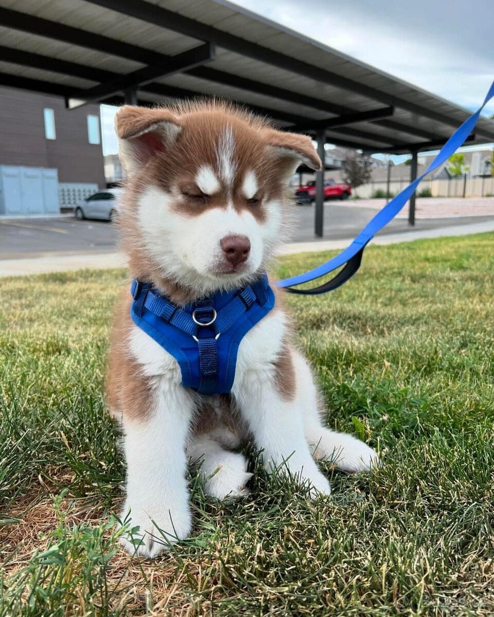 Sibiřský husky - Štěňata s PP - 4