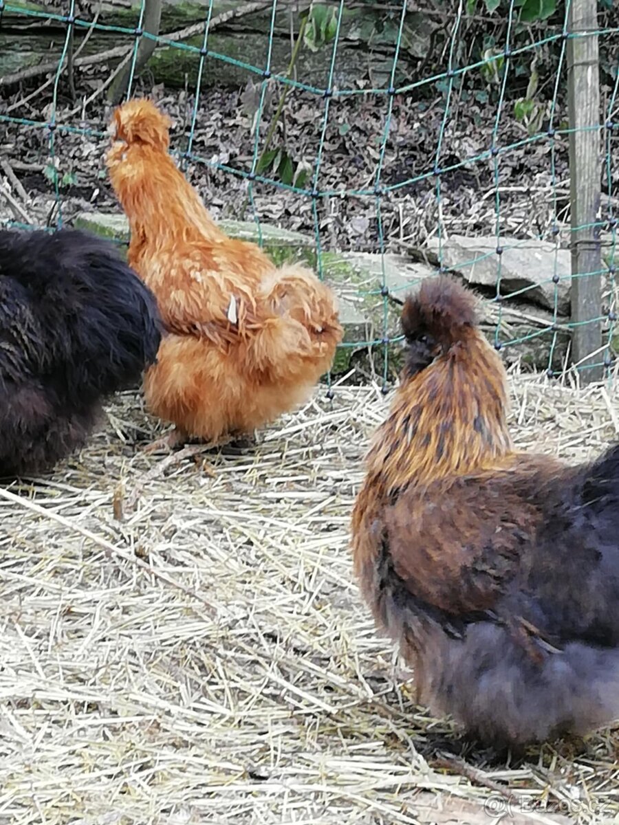 Hedvábnička velká vousatá - 4