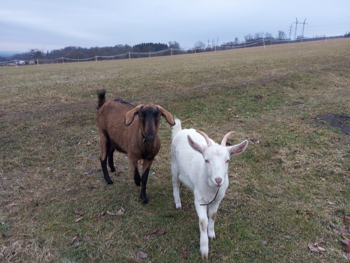 Prodám loňskou kozičku - 4