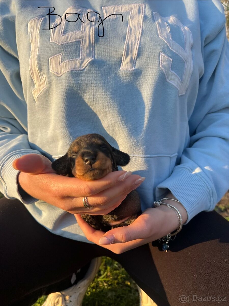 Jezevčík drsnosrstý trpasličí - 4