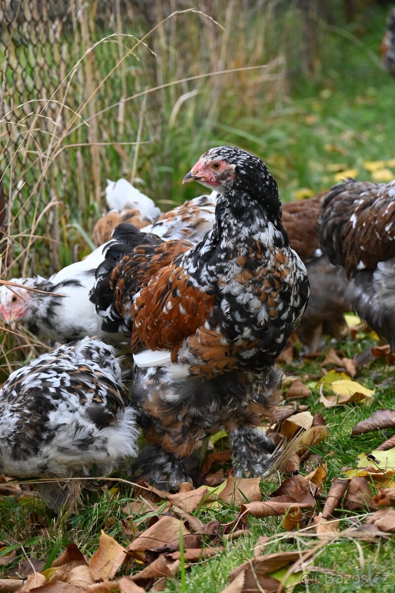 Kohouti brahmánky porcelánové - 4