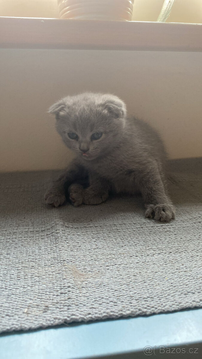 Kotě britka bez pp - 4