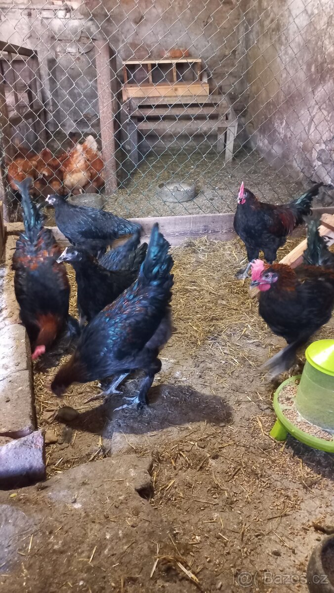 Kohouti Marans - 4