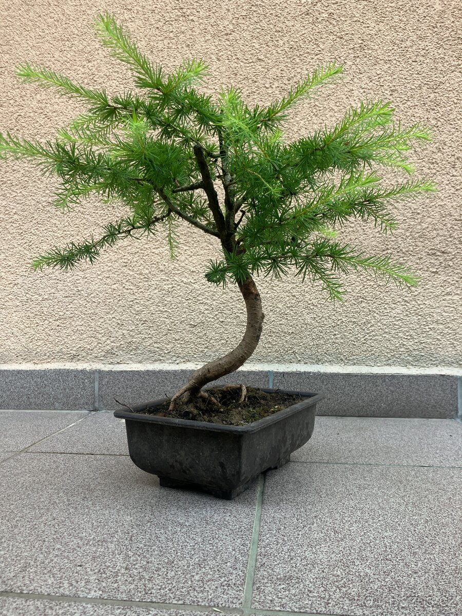 Bonsai, Bonsaj, modřín opadavý - 4