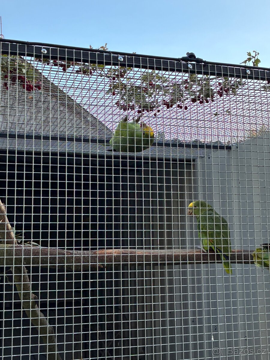 Amazoňan velký - 4