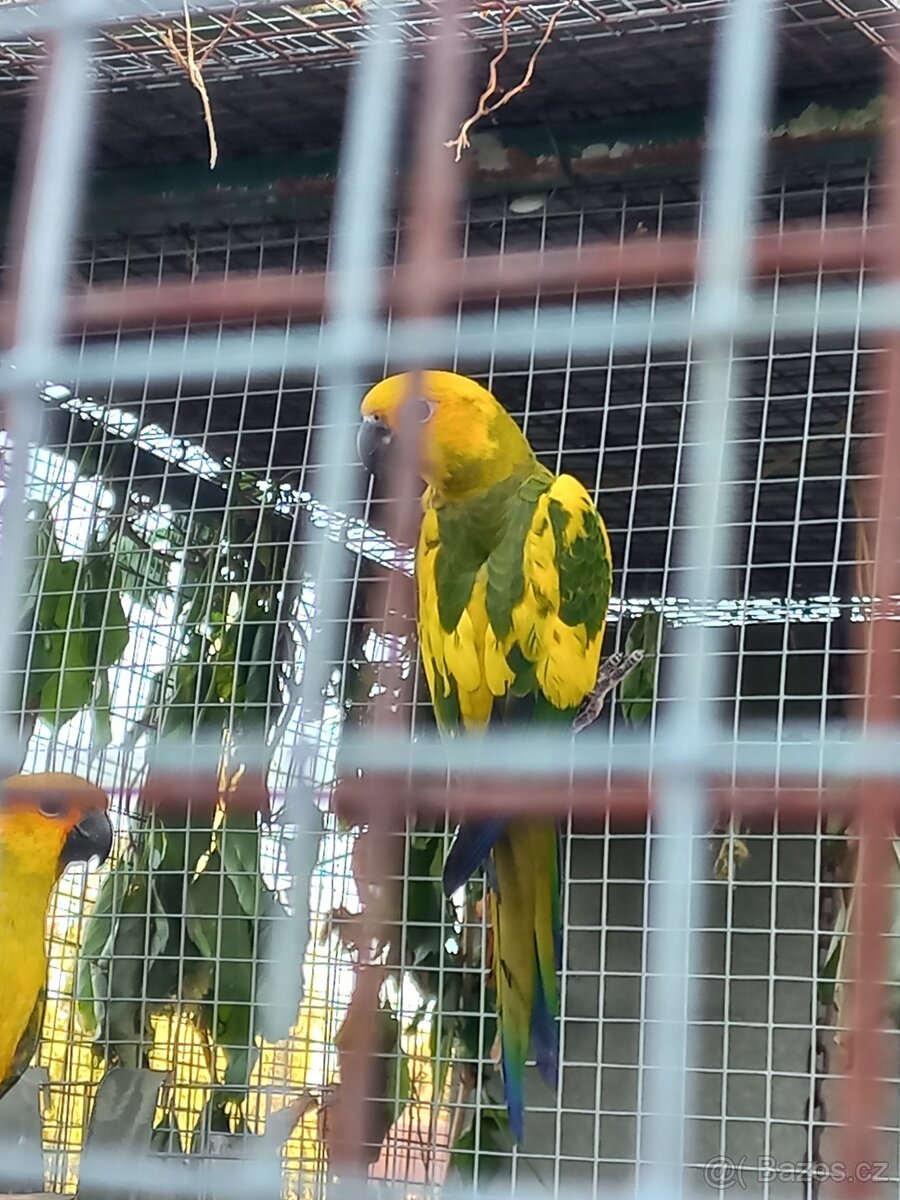 Aratinga sluneční - 4