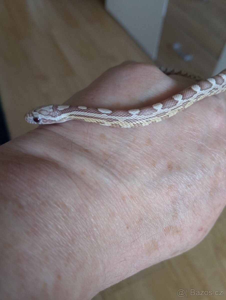 Užovka červená loňský odchov - 4