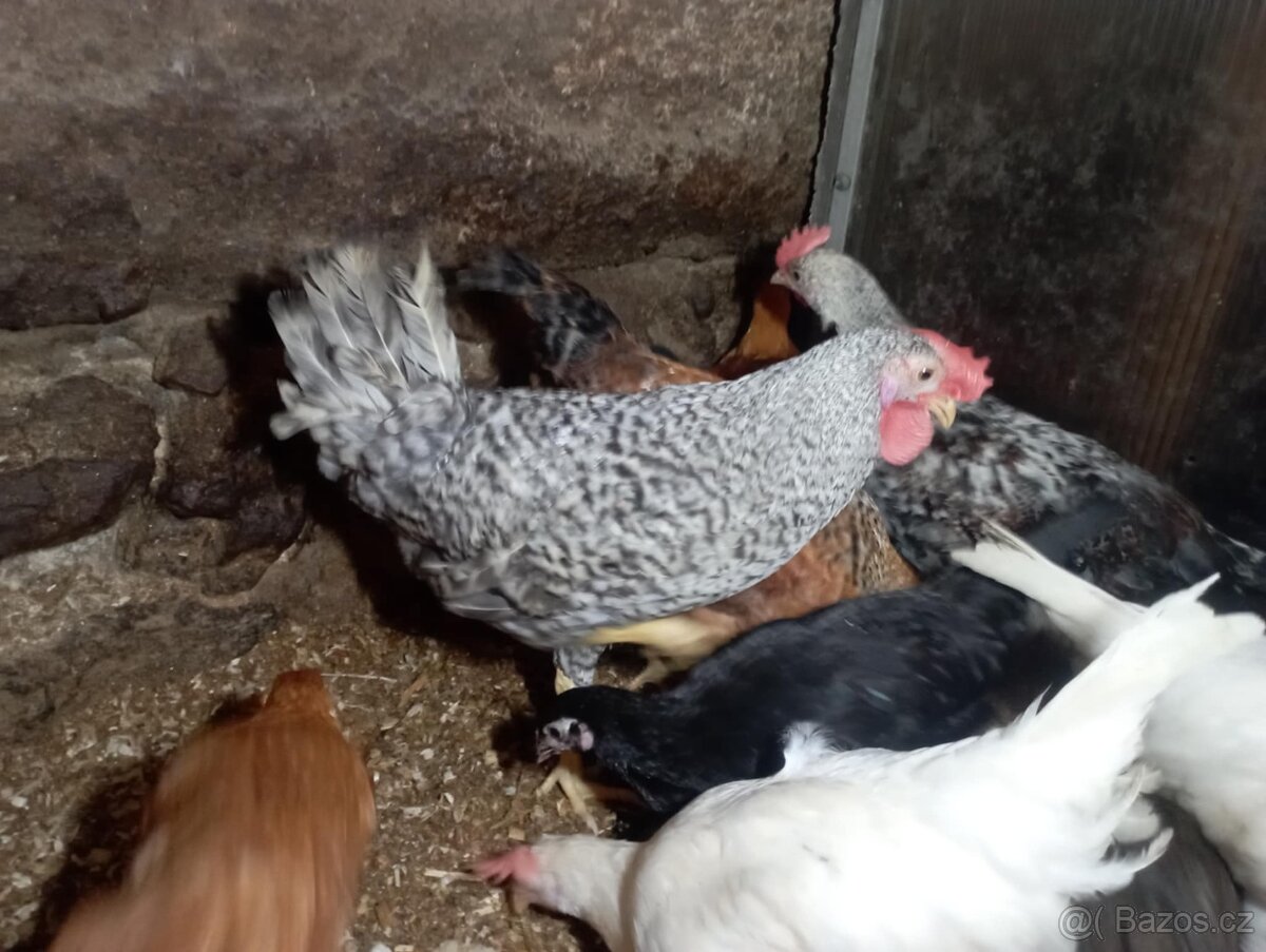 Nabízím kohouty - 4