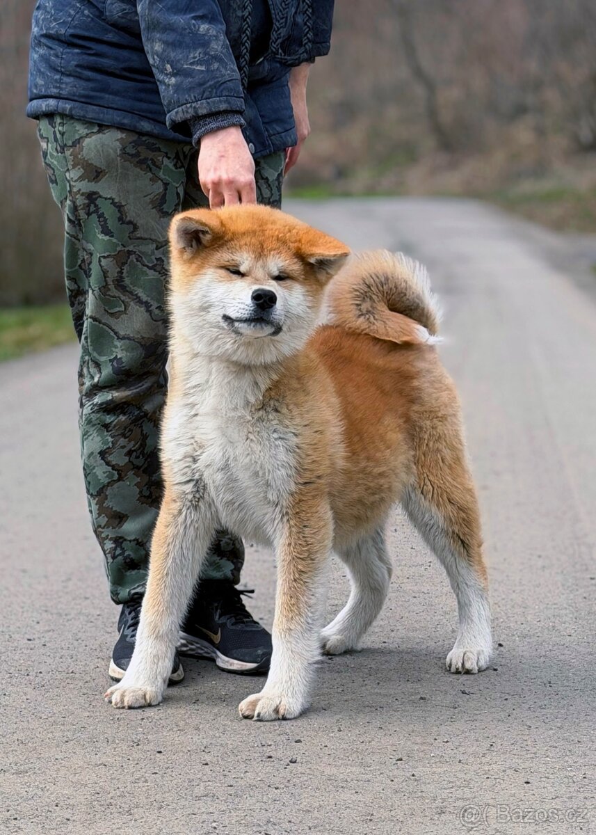 Japonská Akita Inu s PP - odběr ihned - 4